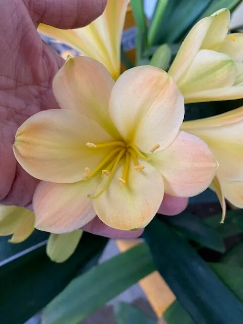 Think-Lime Pink