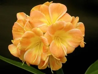 Pansy