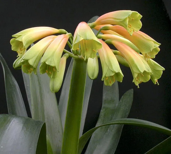 Green Splendour