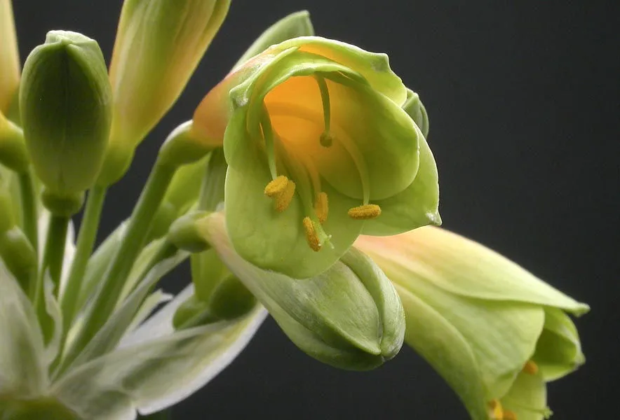 Green Splendour