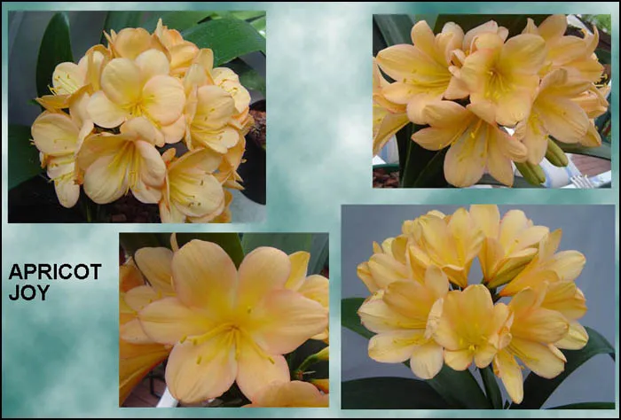 Apricot Joy
