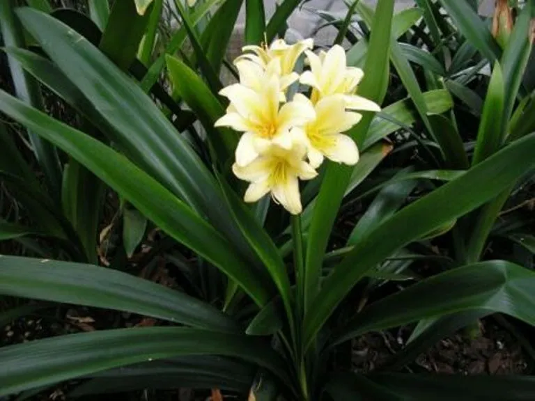 Albany Yellow