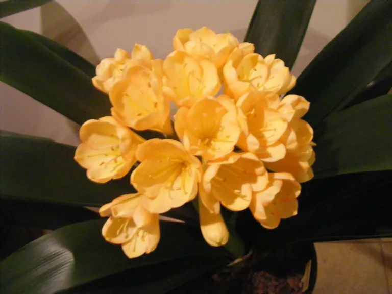 Anderson's Catherine Peach'