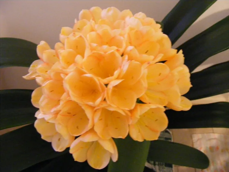 Anderson's Madeline Peach'