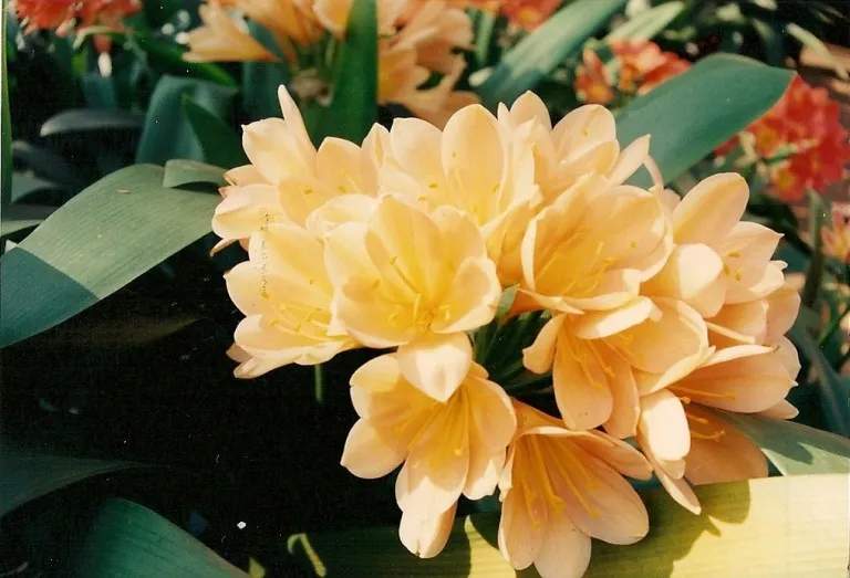 Anna Meyer's Peach'