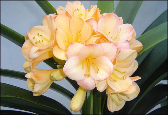 Apricot Parfait