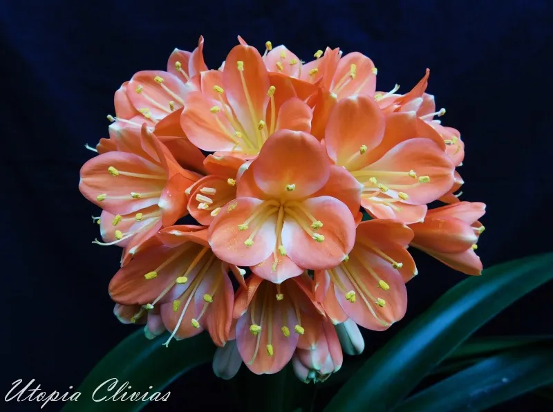 Apricot Dreams