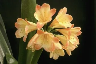 Aquilegia