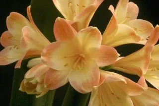 Aquilegia