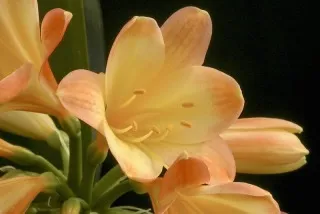 Aquilegia