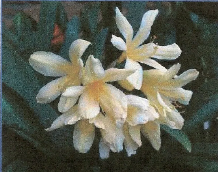 Aurean Majesty