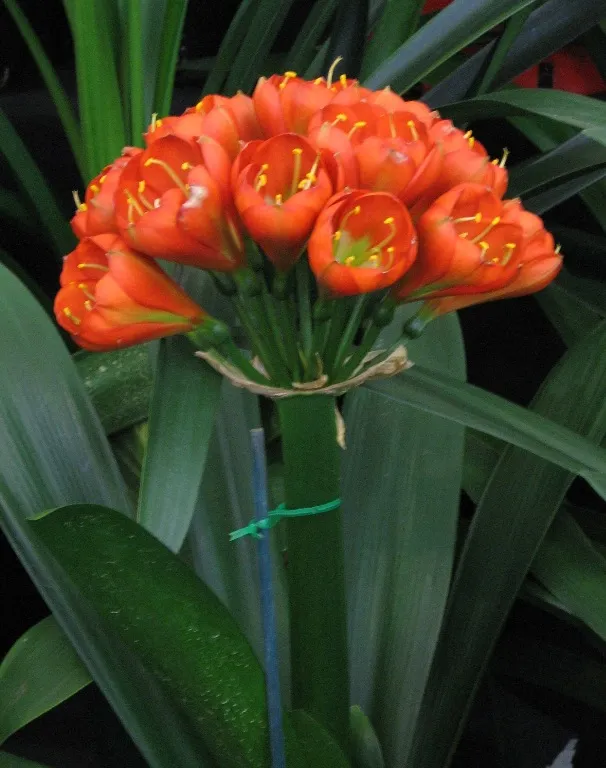 Belgian Hybrid