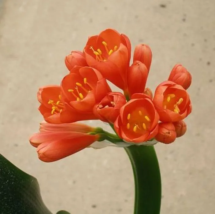 Belgian Hybrid
