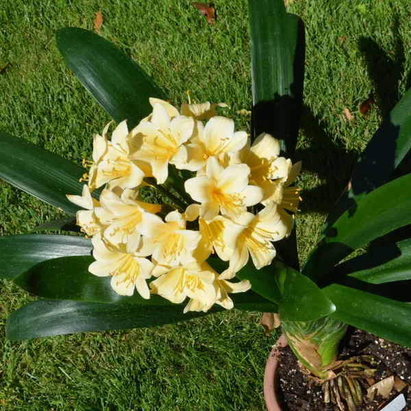 Belinda's Bouquet'