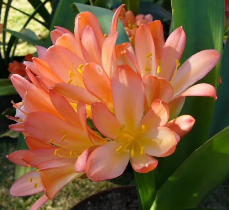 Blushing Blossom