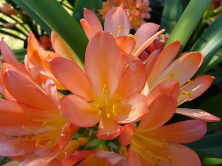 Blushing Blossom