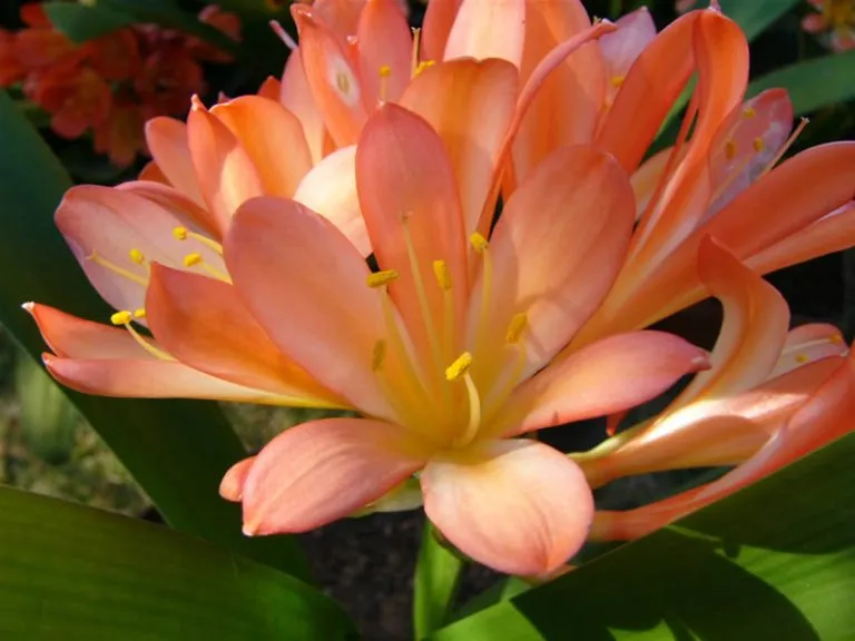Blushing Blossom