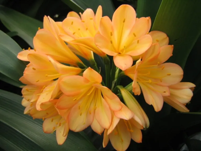 Blushing Lady