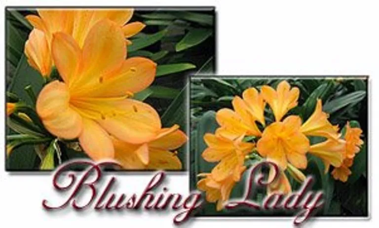 Blushing Lady