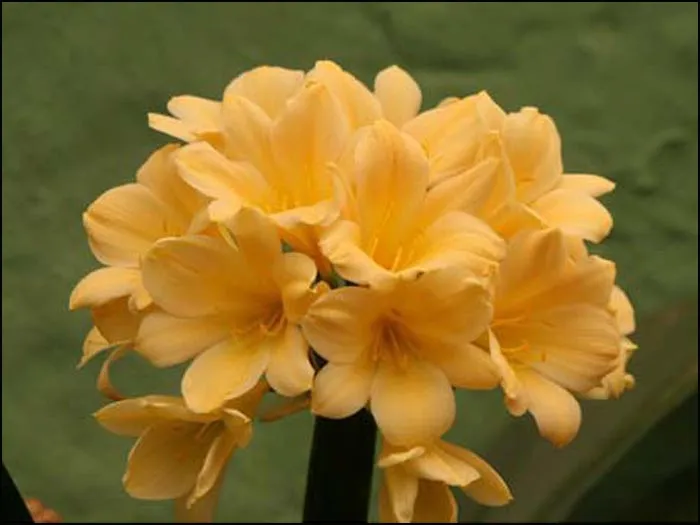 Bonny's Peach'