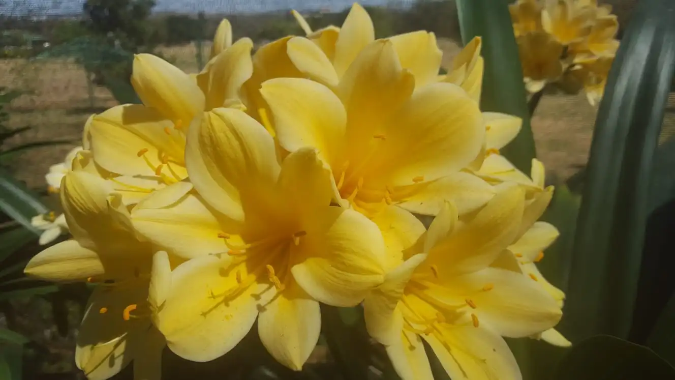Buttercup