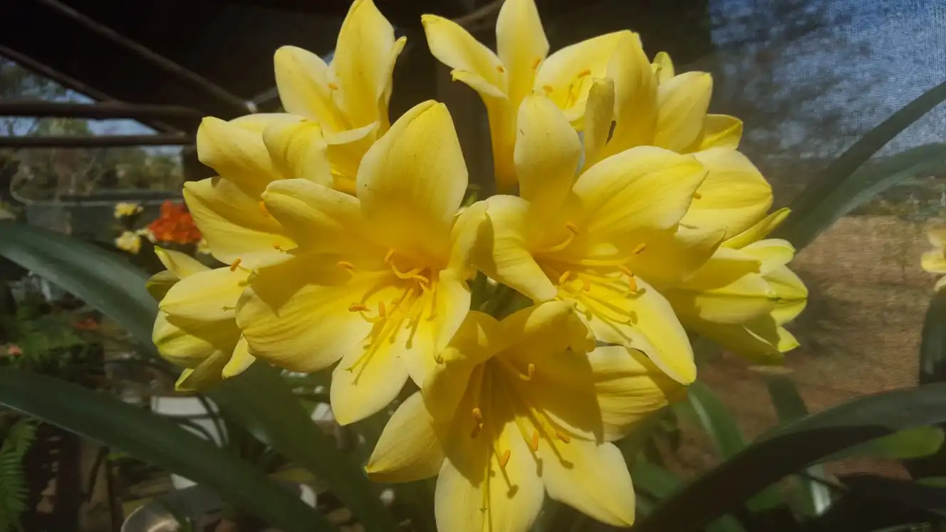 Buttercup