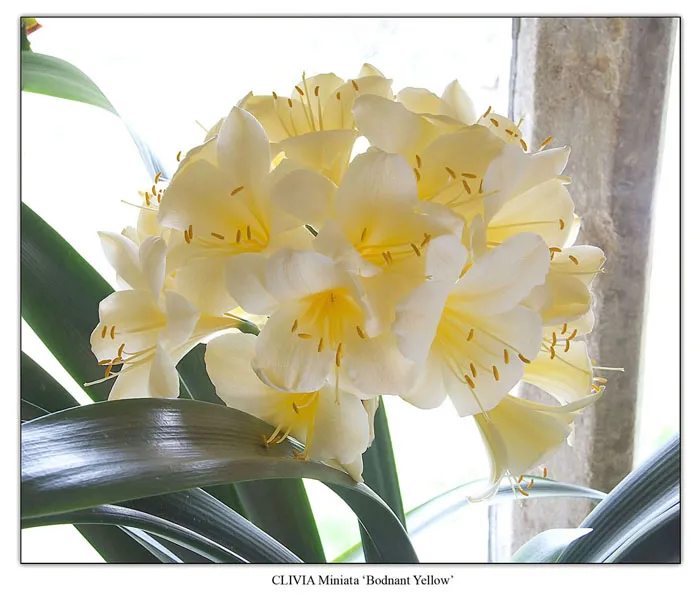 Bodnant Yellow