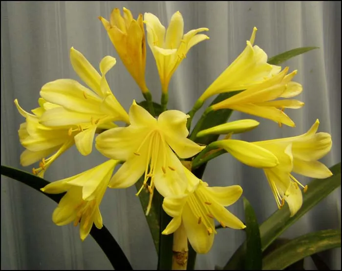 Celtiskloof Squibby Yellow