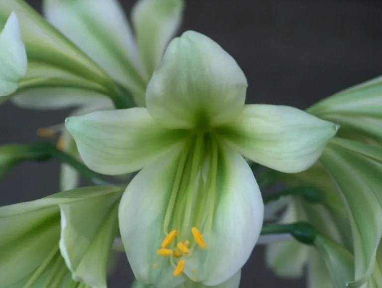 Charl's Green