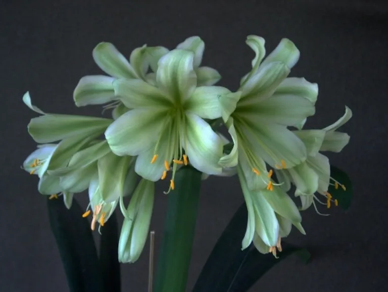 Charl's Green