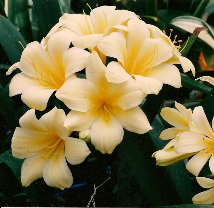 Chiba Yellow