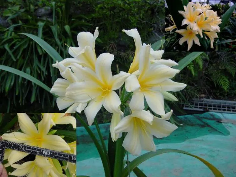 Chiba Lily