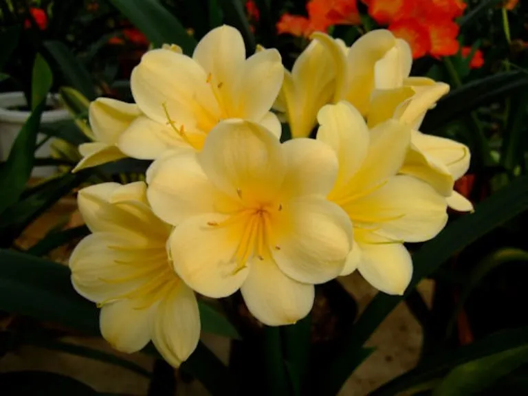 Chiba Yellow