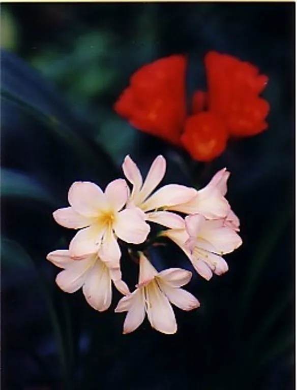 Chiba Zakura