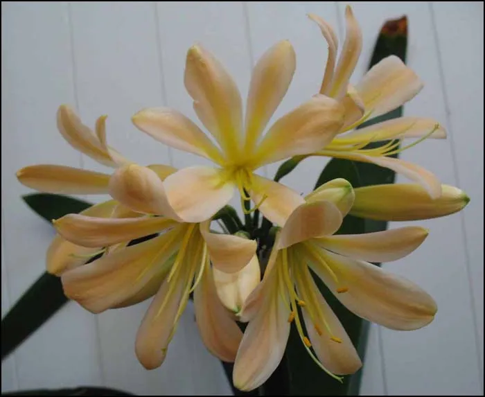 Chubb's Peach'