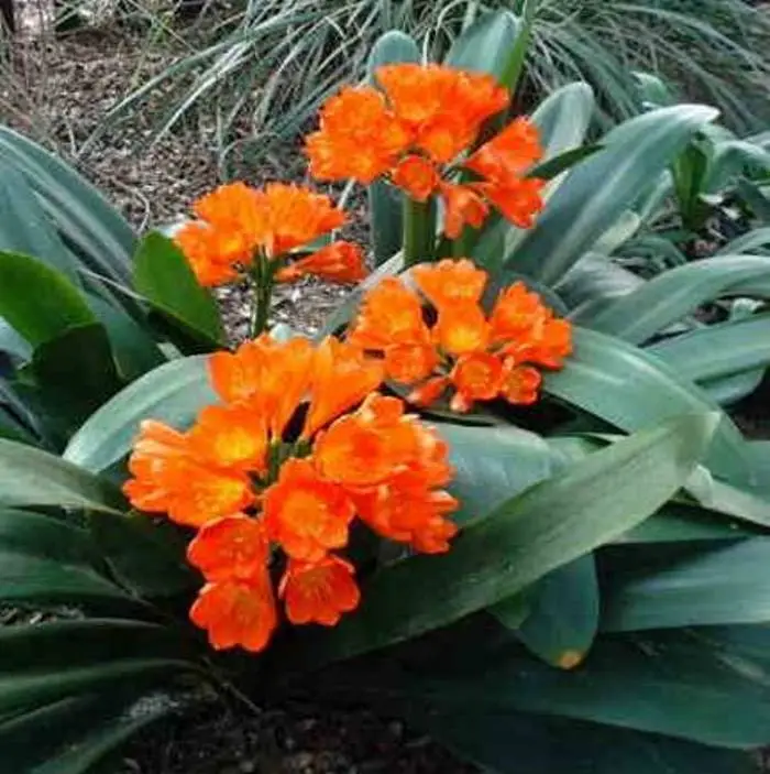 Connie's Red'