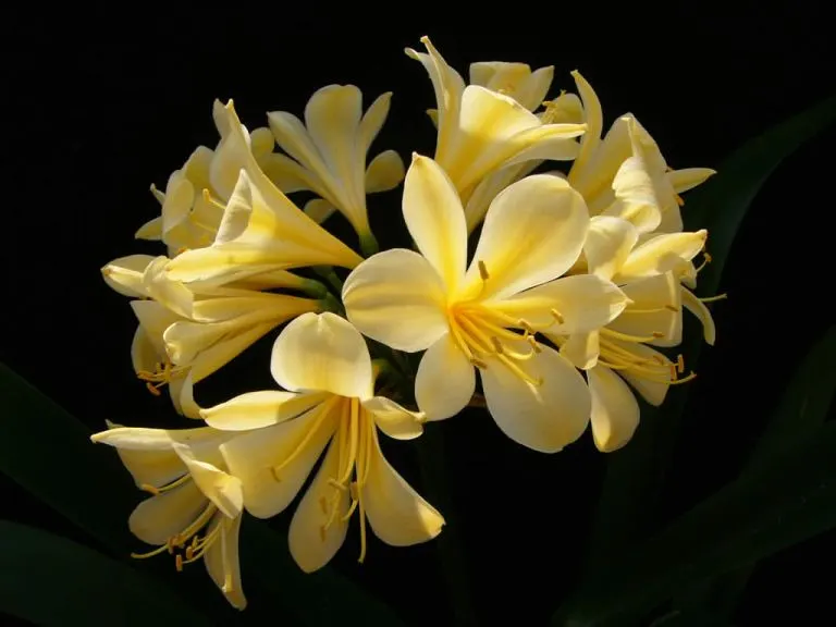 Crescent Yellow