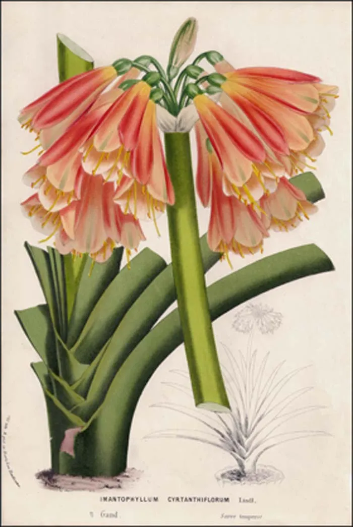 Cyrtanthiflora