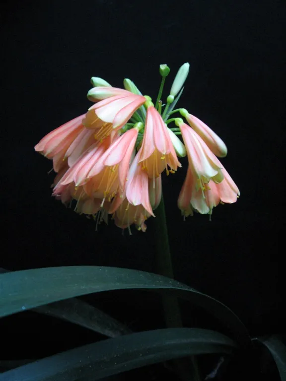 Cyrtanthiflora