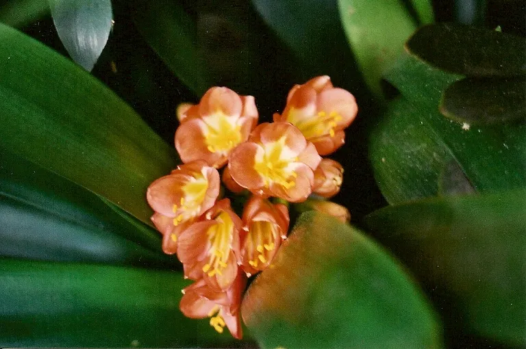 Doreen Gibbon