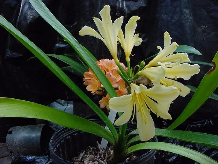 Dutch Yellow