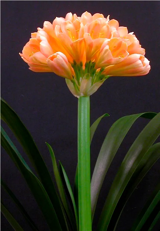 Anderson's Elizabeth Peach'