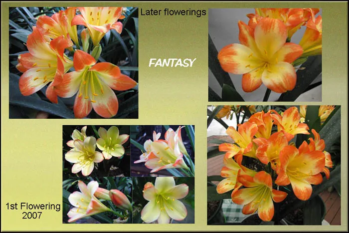 Fantasy