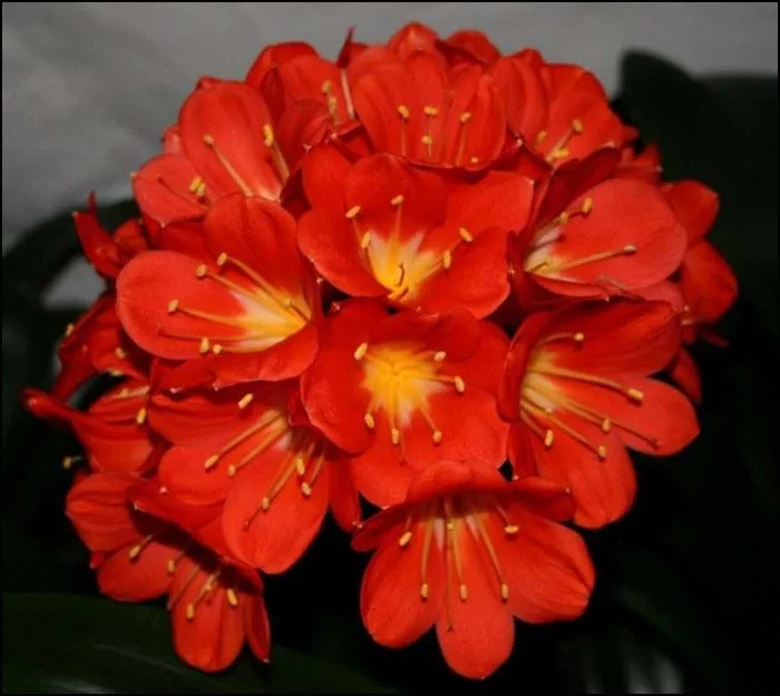 FLAME (1) trademark