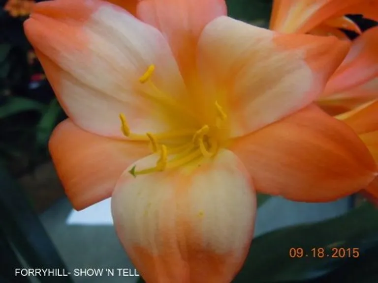 Forryhill Show 'N Tell'