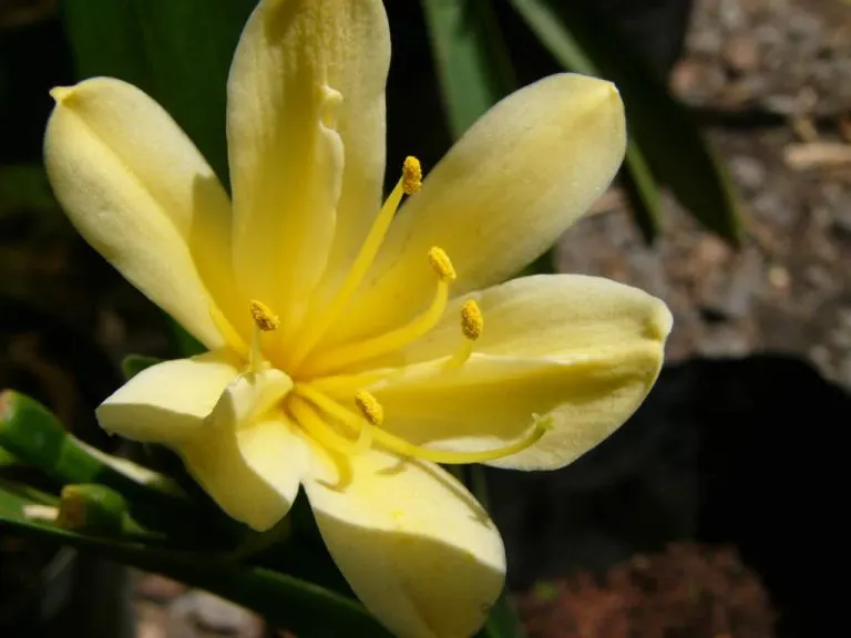 Gideon's Keeled Yellow