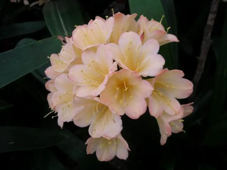Gloria