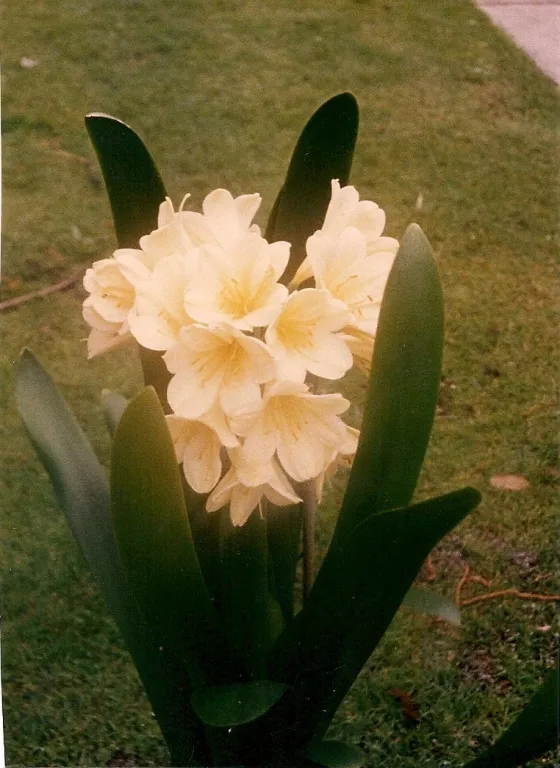 Golden Grove