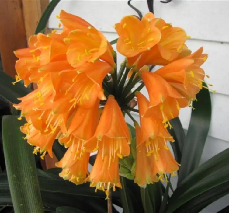 Golden Cascade