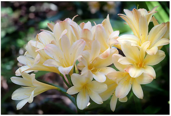 Gordonia